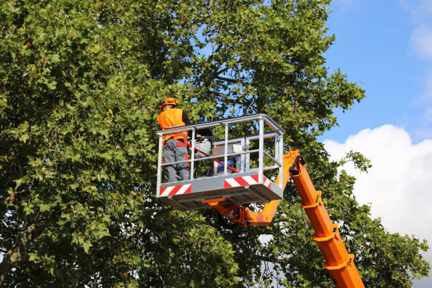 Best Leaf Removal  in Lakeside, TX