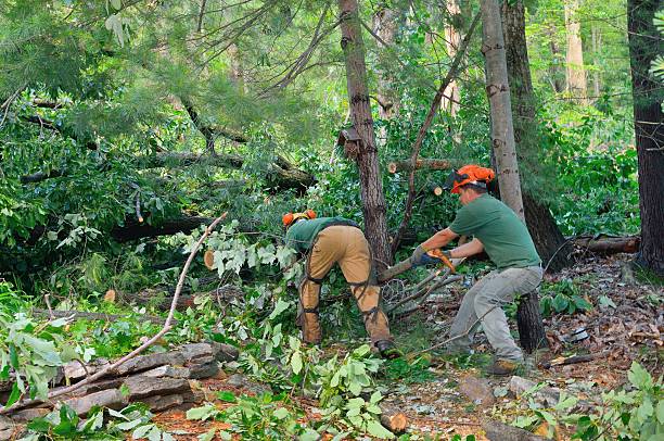 Best Lawn Renovation and Restoration  in Lakeside, TX